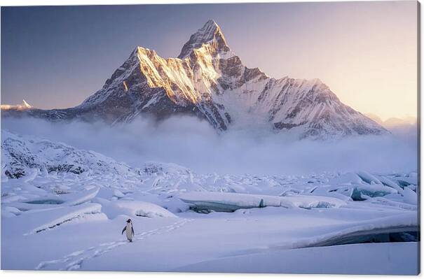 Bild 1 von Kunstfotografie Königliche Berglandschaft Süd Georgien einsamer Pinguin  by Andre Bergmann