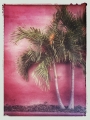 Bild 1 von Palm Tree- by Michael Detter