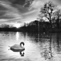 Bild 1 von Swan- by Michael Detter